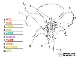 Flowers Are Wonderful Educational Objects For Learning Your Kids Or Classroom Can Learn All 10 Parts Of A Fl In 2020 Parts Of A Flower Plant Lessons Plants Worksheets