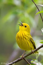 Yellow Birds Native To Ohio The Wildlife The Yellow Warbler Beautiful Bird Birds Beautiful Birds Backyard Birds