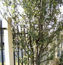 Image result for Boscia matabelensis