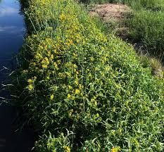 Image result for Bidens kirkii