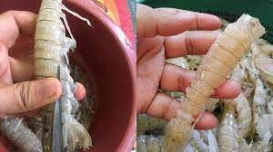 Buat penggemar udang ketak atau juga dikenali dengan nama udang lipan tentu teruja untuk mengetahui cara atau trik untuk mendapatkan isi udang yang sempurna untuk dimakan. Cara Siang Udang Lipan Tanpa Terluka Sinaran Wanita