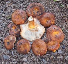 Image result for Lactarius mutabilis