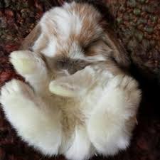 Holland Lop Rabbits For Sale Pet Bunny Cute Baby Bunnies Holland Lop Bunnies For Sale