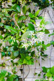 Pin On Garden Everything Gardening Tips Ideas