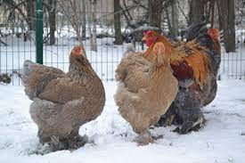 Maybe you would like to learn more about one of these? Blue Partridge Brahma Abika Brahma Kumesi
