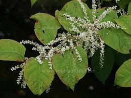 Image result for Fallopia