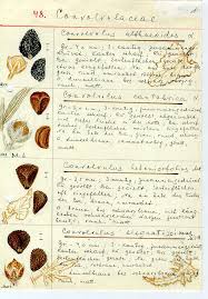 Image result for Coleus betonicifolius