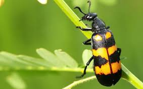 A colorful beetle that may look harmless, but it secretes a toxin so strong, it can even kill a horse. Why You Should Beware Blister Beetles