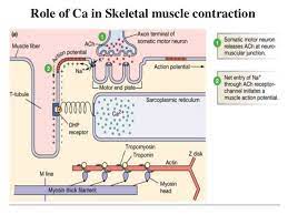 Calcium As A Regulatory And Signalling Ion