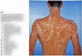 Mar 08, 2021 · do you need to know about anatomical planes and body cavities? Surface Anatomy Of Back Diagram Quizlet