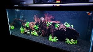 Spotted congo puffer tank size. My 75 Gallon Tetraodon Schoutedeni Tank Journal Monsterfishkeepers Com