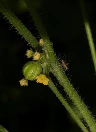 Image result for Cucumis maderaspatanus