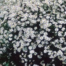 Image result for Asterochaete