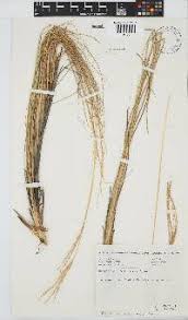 Image result for Digitaria natalensis