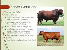 Check spelling or type a new query. Beef Cattle Breeds Ppt Download