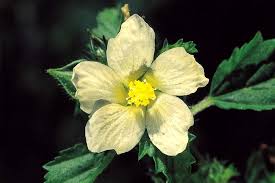 Image result for Malvastrum coromandelianum