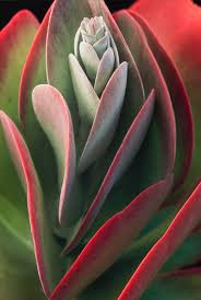 Kalanchoe Thyrsiflora Aka Flapjack A Native Of The South African Desert Kalanchoe Thyrsiflora Is A Succulent Tropical Or A Plants Succulents Paddle Plant