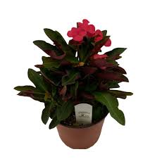 Image result for Euphorbia glanduligera