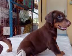 Find great deals on ebay for doberman puppies for sale. 35 Days Old Doberman Puppy Chennai Vandalur Chennai Adaalo