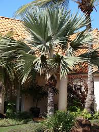 Image result for Latania loddigesii