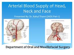 This includes veins, arteries, and capillaries involved in systemic circulation of blood throughout the body. Arterial Blood Supply Of Head Neck And Face