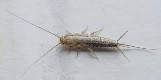 Importantly, these pests are looking for a warm area and your attic provides the ideal. Silverfish Control Clearwater Largo St Petersburg