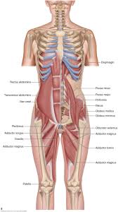 This is also known as the medial compartment of the thigh that consists of the adductor muscles of the hip or the groin muscles. What Is An Adductor Strain And What Are Its Causes