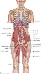 Groin strains are among the most common type of muscle strain, but they can be particularly annoying due to their location. What Is An Adductor Strain And What Are Its Causes