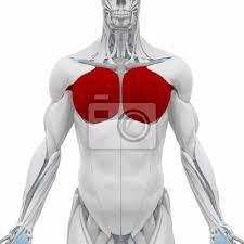 Maps and mapping are essential components of any and all geographic information systems (giss). Pectoralis Major Muscles Anatomy Map Leinwandbilder Bilder Fruher Knorpel Sehne Myloview De