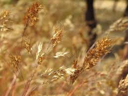 Image result for Pentameris