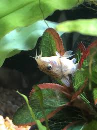 Why Does My Cory Have No Balance My Aquarium Club