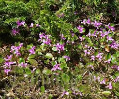 Image result for Polygala gazensis
