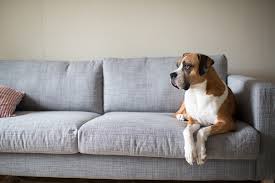 Maybe you would like to learn more about one of these? 10 Ways To Keep Your Dog Entertained When You Re Out Of The Home