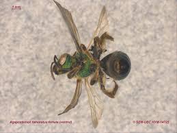 Image result for Empogona sp. A