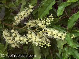 Image result for Combretum padoides