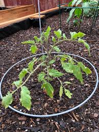 We did not find results for: This Is My Sad San Marzano Tomato Plant His Leaves Are Puny And Some Of Them Are Turning Yellow Anybody Know How To Make Him Happy He Sees About 5 6 Hours To