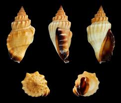 Image result for Canarium