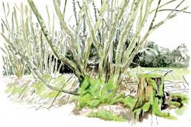 Dessine les coloriages gnomes dans la nature dessin animé de dessin et coloriage en ligne pour vous pouvez imprimer votre coloriage gnomes dans la nature dessin animé grâce au bouton. Dessin De Nature Animaux Et Plantes De France Et De Suisse La Salamandre