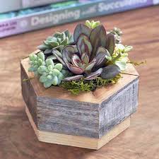 They're made from ceramic and have a cylindrical silhouette in ivory finish with small round feet. 9 Best Succulent Planters For Container Gardening 2020 Gardener S Path