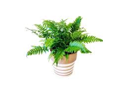 Image result for ledviník