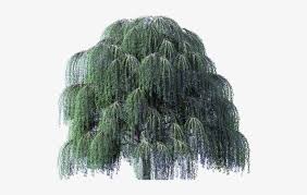 Green tree, nature poster landscape, leaves transparent background png clipart. Willow Tree Clipart Weeping Willow Tree Transparent Background Transparent Png 640x480 Free Download On Nicepng