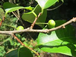 Image result for Margaritaria