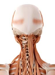 This tutorial focuses on muscles of the neck:0:00. The Complete Guide To The Muscles Of The Human Neck Iron Neck