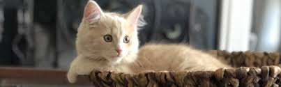Yavru Kedi Bakim Rehberi Unique Pet Food