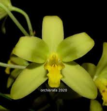 Image result for Ansellia africana