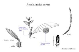 Image result for Meiosperma