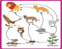 food chain worksheets ecosystem and the food web