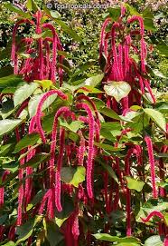 Image result for Acalypha hispida
