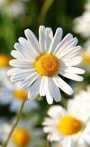 Pin On Flowers Plants