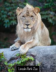 Lincolnparkzoo Is Dedicated To Connecting People With Nature Through A Free Family Oriented Wildlife Experience Discover This Lincoln Park Zoo Bronx Zoo Zoo